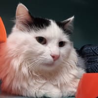 Atlas, chat à adopter