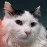 Atlas, chat à adopter