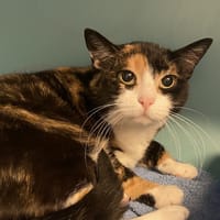 LOUNA, chatte à adopter