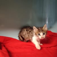 Quem's, chatte à adopter