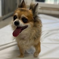 MOCHI, chienne à adopter