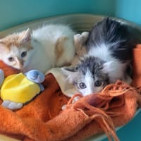 Banette, chatte à adopter