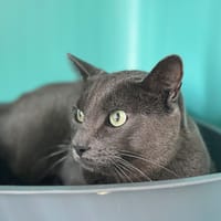 SIMBA, chat à adopter