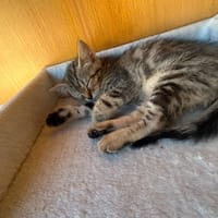 KODA, chatte à adopter