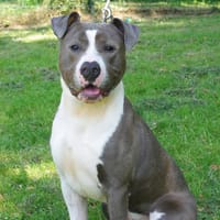 POUSSIN, chien à adopter