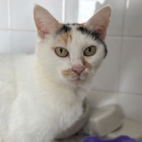 LILOU, chatte à adopter