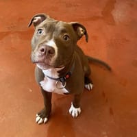 RAISIN, chien à adopter