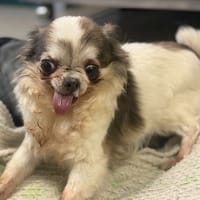 CRUELA, chienne à adopter