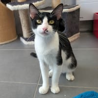 SCRAT, chat à adopter