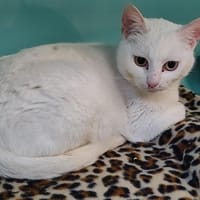 Atomic, chatte à adopter