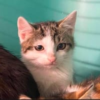 ROMA, chatte à adopter