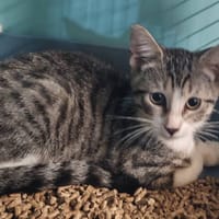 FRAMBOISE, chat à adopter
