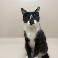 TAMY, chatte à adopter