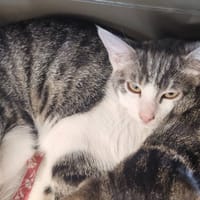 GALVA, chat à adopter