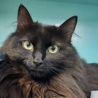 Mila, chatte à adopter