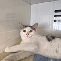 BARCOLA, chat à adopter