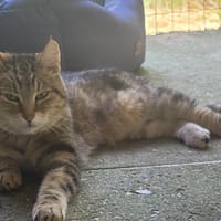 DJEENA, chatte à adopter
