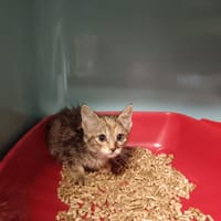Quick, chatte à adopter