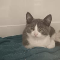 Arka  "en cours d'adoption", chatte à adopter