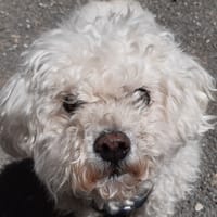 Joss, chien à adopter