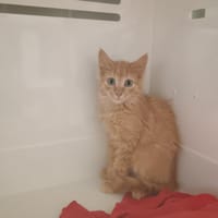 Orka, chatte à adopter