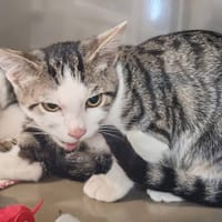 NICKEL, chat à adopter