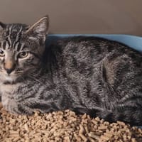 INOX, chat à adopter