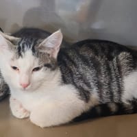LAITON, chatte à adopter