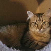 LETTY, chatte à adopter