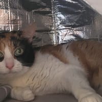 CAPONNETTE, chatte à adopter