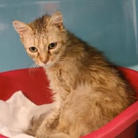 ELIJAH, chatte à adopter