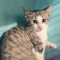 MYRTILLE, chat à adopter
