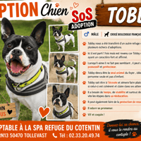 Tobby, chien à adopter