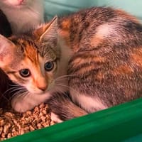 BATIA, chatte à adopter