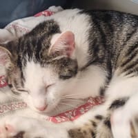ALU, chat à adopter