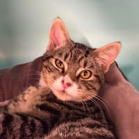 Seth, chat à adopter