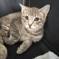 ICY (réservée), chatte à adopter