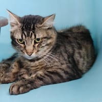 MESME, chat à adopter