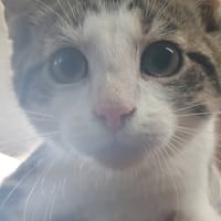 PEACH, chat à adopter
