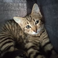 STORMY (réservée), chatte à adopter