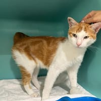 PERRY, chat à adopter