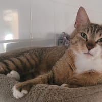 CYDONIA, chatte à adopter