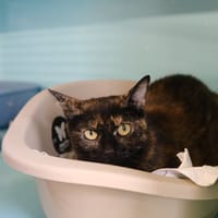 LISYLVIA, chatte à adopter