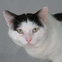 EDDY (réservé), chat à adopter