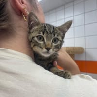 PICOUIC, chat à adopter