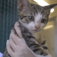 STEVENS, chat à adopter
