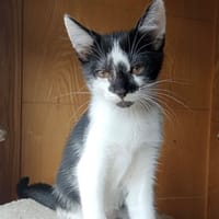 PRALINE (en famille relais), chat à adopter