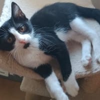 TINA (en famille relais), chatte à adopter