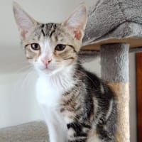 COOKIE (en famille relais), chat à adopter