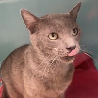 OAK, chat à adopter